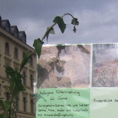 Ein Geflügelhof präsentiert sich Präsentation eines Geflügelhofs