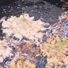 Hollakiacherl Bauernmarkt München Schwabing Hollerkiacherl