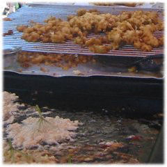 Hollerkuecherl frisch am Bauernmarkt in München Schwabing gebacken Hollerkuecherl