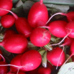 Frische Radiesel fürs Radieserlbrot frische Radieserl am Bauernmarkt