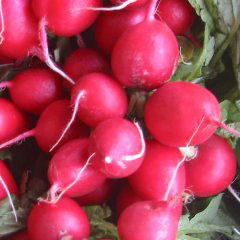 Frische Radieschen zur Zubereitung eines Radieschenbrotes frische Radieschen