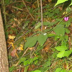 Trompetenpfifferlinge