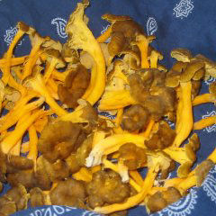 Trompetenpfifferlinge