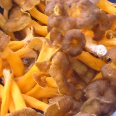 Trompetenpfifferlinge jung und zart, kurz vorm Braten Trompetenpfifferlinge