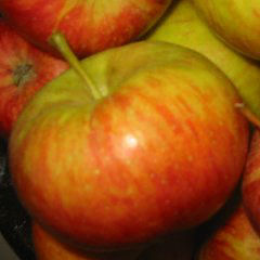 Bodenseeäpfel am Wochenmarkt Rosenkavalierplatz Apfel vom Bodensee
